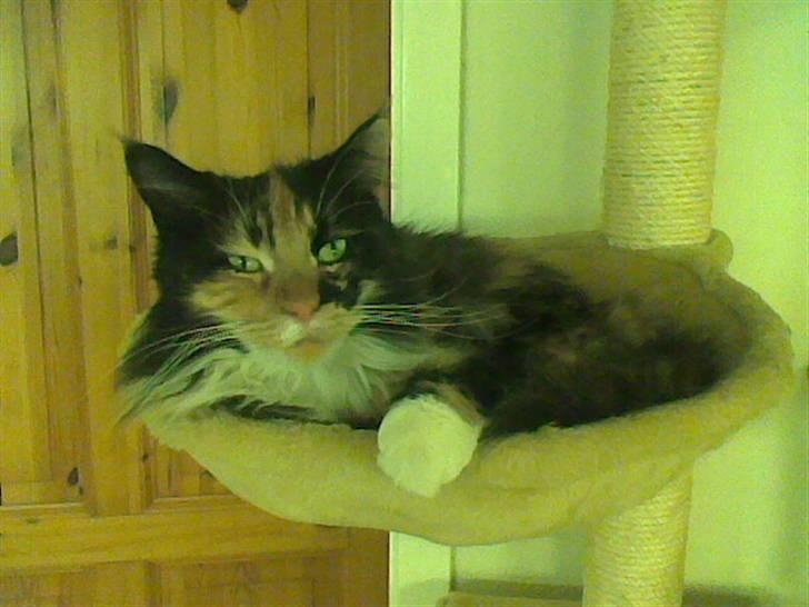 Maine Coon Malou - smukke Malou :´) billede 13