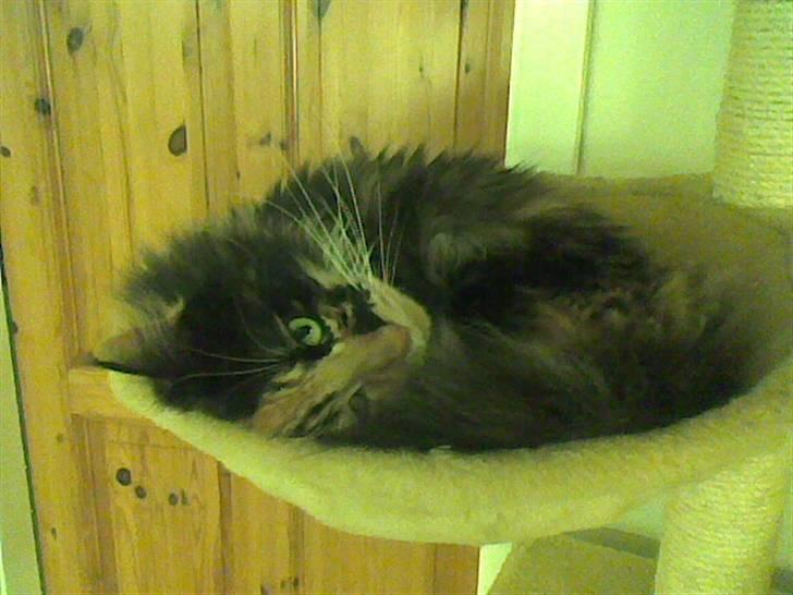 Maine Coon Malou - hyggetrold i det nye kattetræ .  billede 14