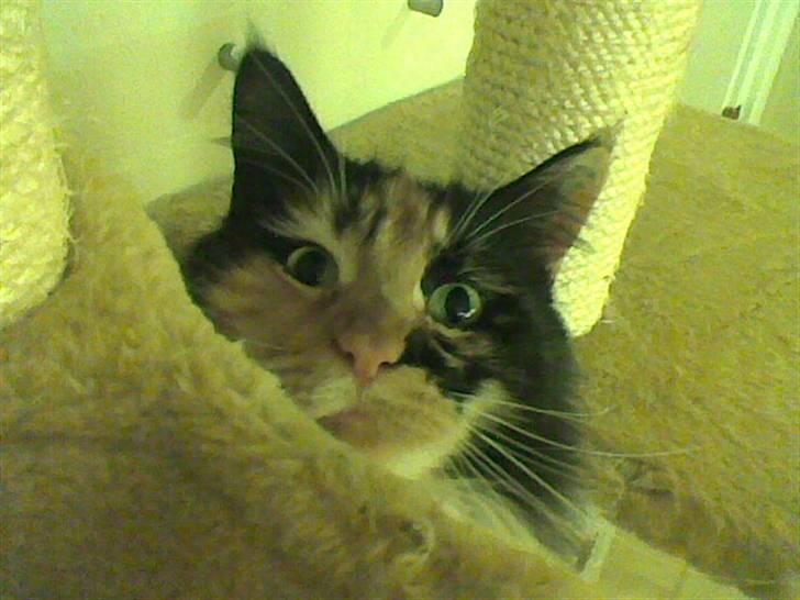 Maine Coon Malou - Malou med store sorte øjne . billede 15