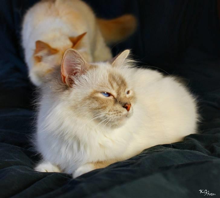 Hellig Birma Von Frey's Queenie - Billedet er taget af KG Foto billede 13