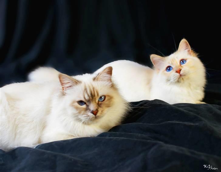 Hellig Birma Von Frey's Queenie - Billedet er taget af KG Foto billede 14