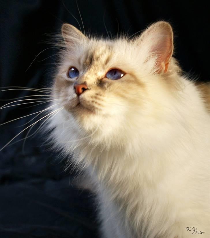 Hellig Birma Von Frey's Queenie - Billedet er taget af KG Foto billede 15