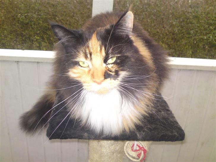 Maine Coon Malou - På hendes gamle kattetræ billede 16