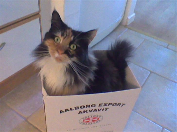 Maine Coon Malou - Malou i en kasse ! igen igen billede 17