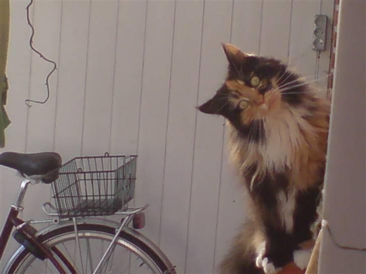 Maine Coon Malou - :´) Med store øjne  billede 18