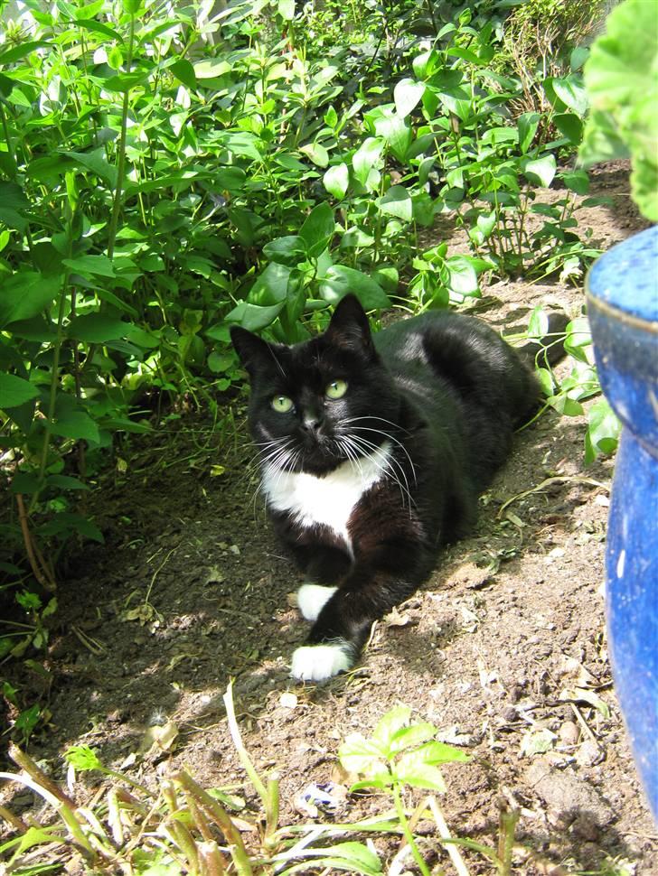 Blanding af racer Alfi billede 18