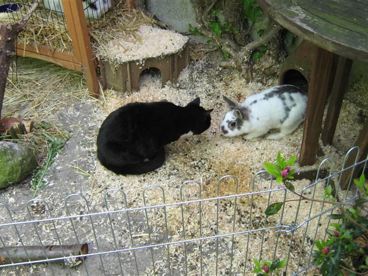 Blanding af racer Alfi billede 19