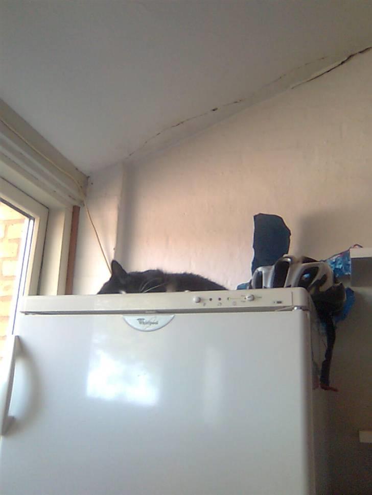 Huskat Gizmo - det her er mit fange hol når jeg her riset på døren:,( billede 18