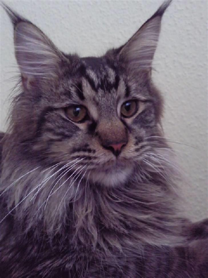 Maine Coon Dk Fribanikos´ Quigley billede 6