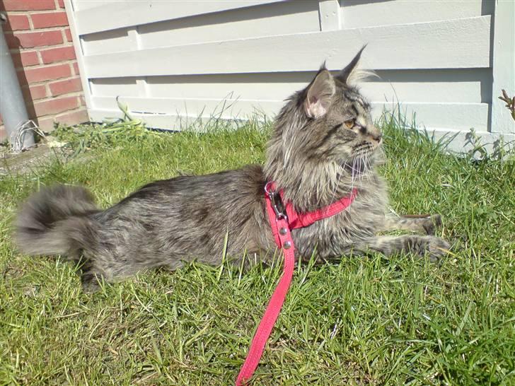 Maine Coon Dk Fribanikos´ Quigley billede 7