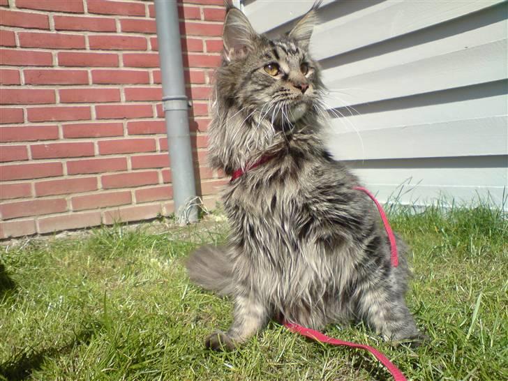Maine Coon Dk Fribanikos´ Quigley billede 8