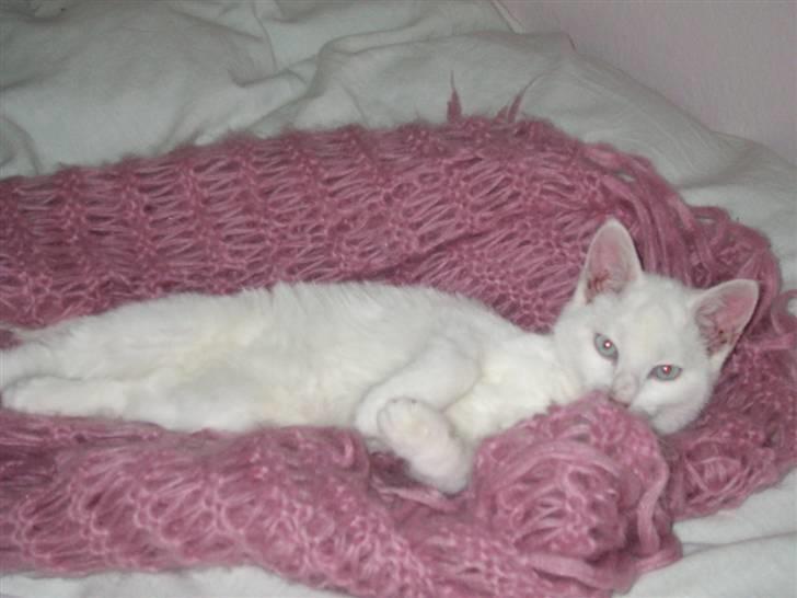 Huskat Bølle - Bølle... nyder at putte i mors bløde sjal billede 9