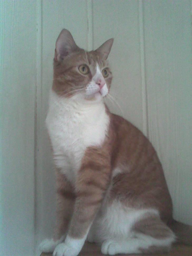 Huskat Laban - syntes jeg er den flotteste af alle hehe billede 7