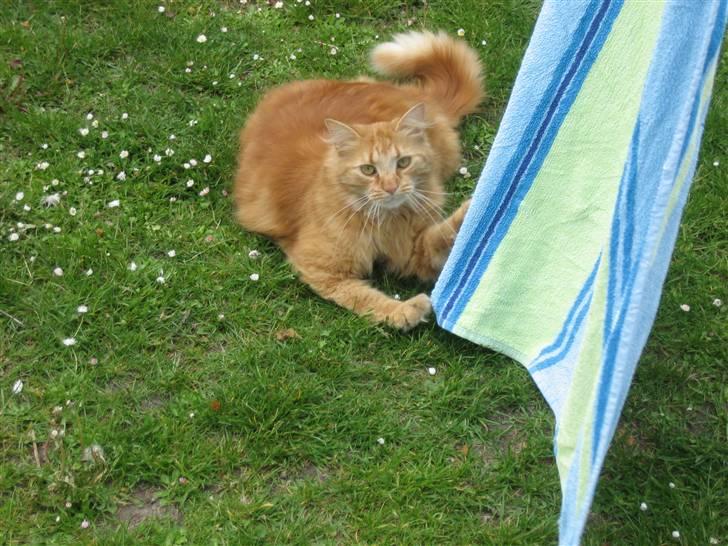 Huskat Gøjser billede 9