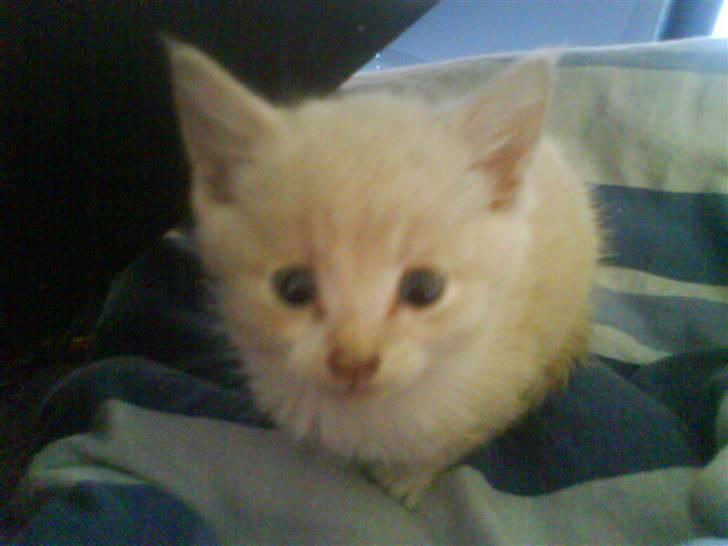 Blanding af racer Peter Plys billede 2