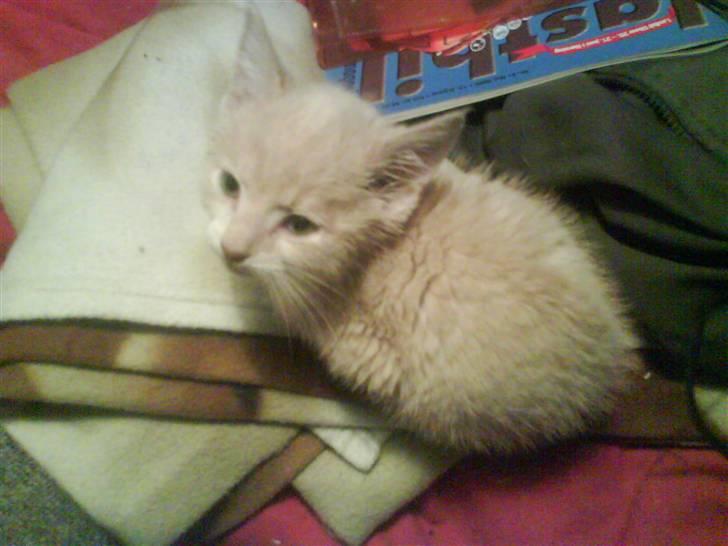 Blanding af racer Peter Plys billede 3