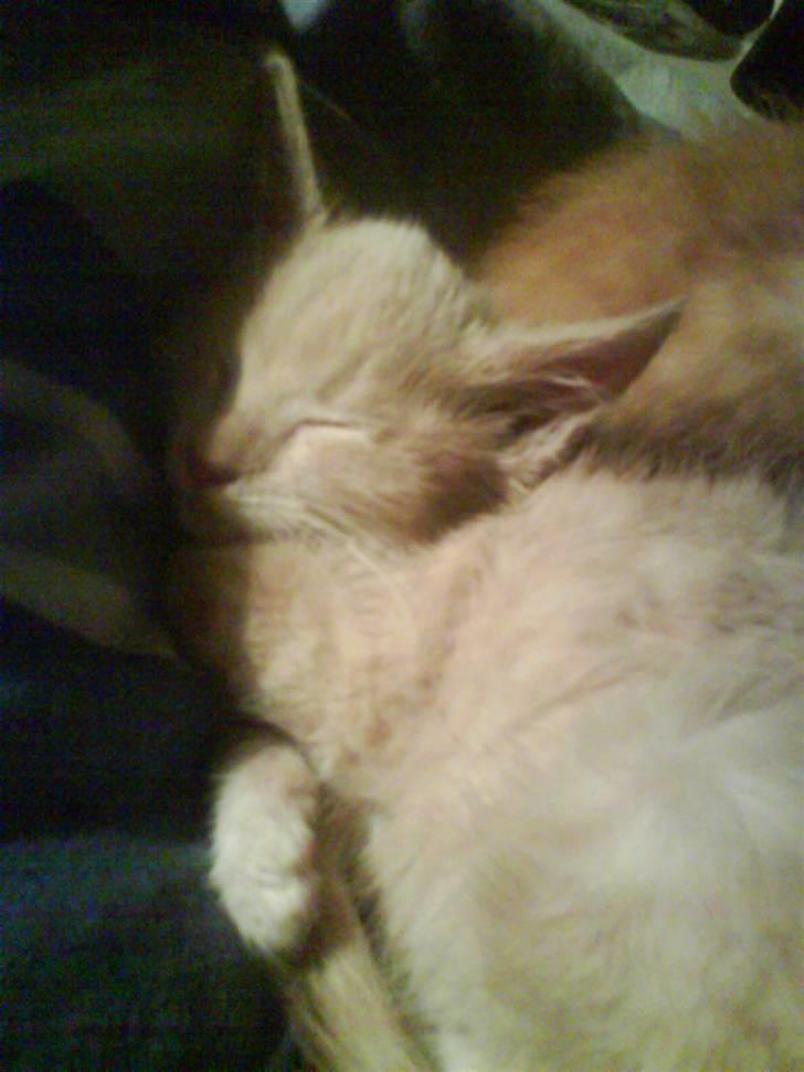 Blanding af racer Peter Plys billede 4