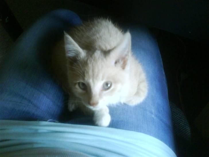 Blanding af racer Peter Plys billede 5