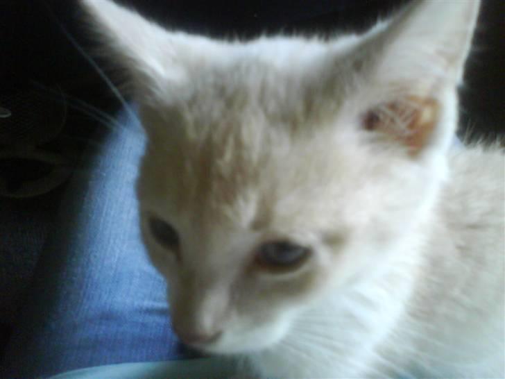 Blanding af racer Peter Plys billede 6