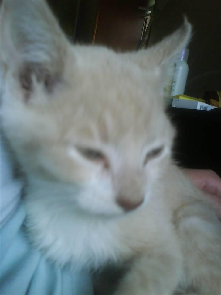 Blanding af racer Peter Plys billede 7