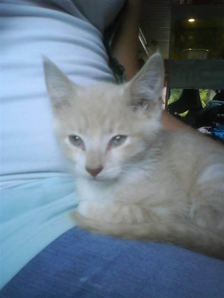 Blanding af racer Peter Plys billede 8