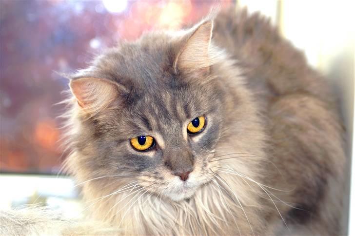Maine Coon Duddi - Velkommen til Duddi´s profil (; billede 1