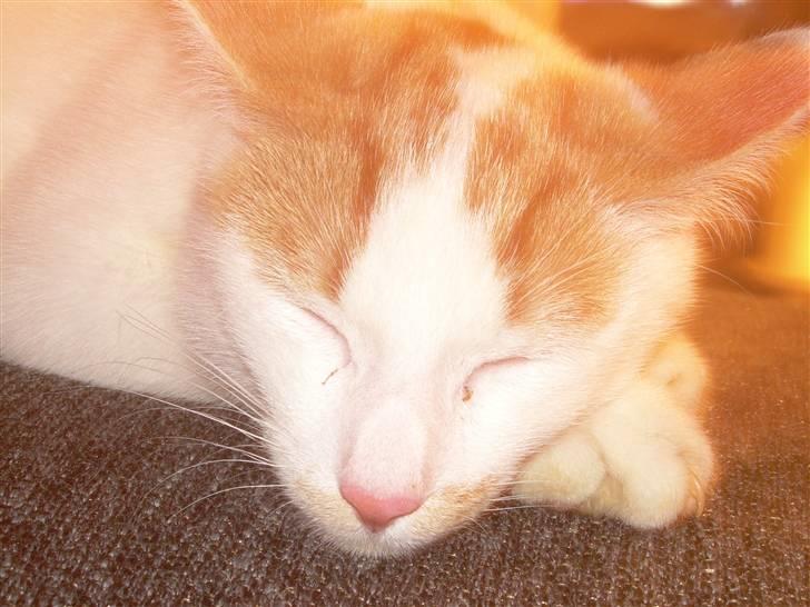 Blanding af racer Oli.  - Velkommen til Oli´s profil læg en berømelse og en komantar. trætte Oli billede 1