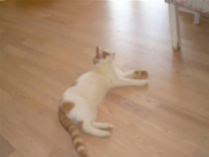 Blanding af racer Oli.  - Er du bare træt hva billede 2