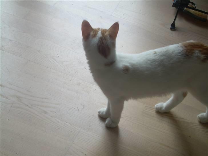 Blanding af racer Oli.  - hvad kigger du på?? billede 3