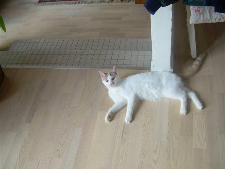 Blanding af racer Oli.  - hej oli  billede 5