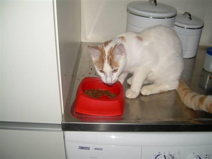 Blanding af racer Oli.  - er du lidt sulten men det kan alle da blive billede 6