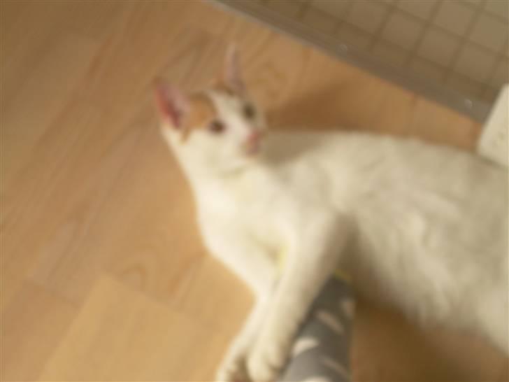 Blanding af racer Oli.  - Hey Oli ligger du der billede 7