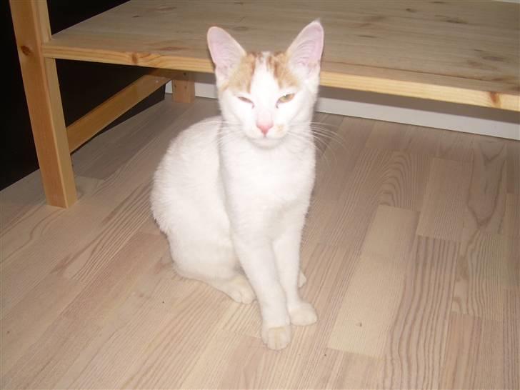 Blanding af racer Oli.  billede 9