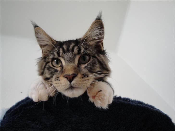Maine Coon Satuvi´s Linus Caldwell billede 9
