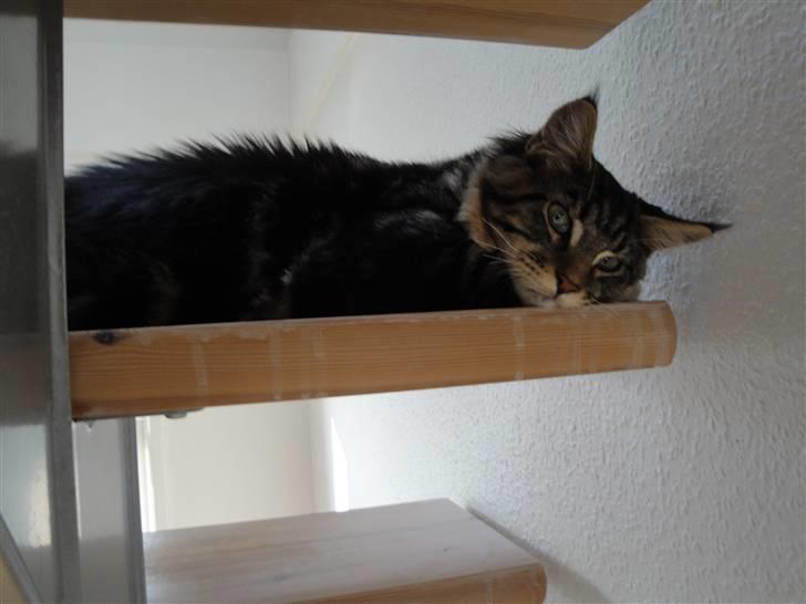 Maine Coon Satuvi´s Linus Caldwell billede 10