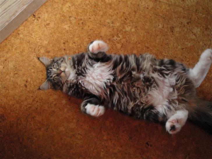 Maine Coon Satuvi´s Linus Caldwell billede 11