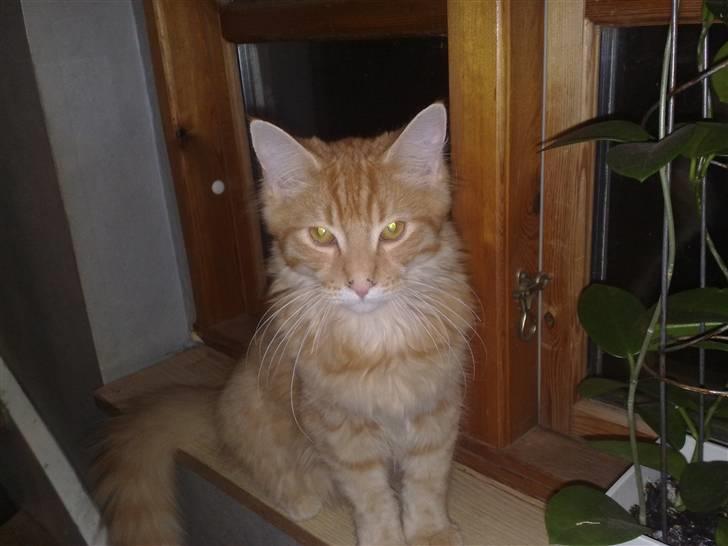 Maine Coon Simba billede 1