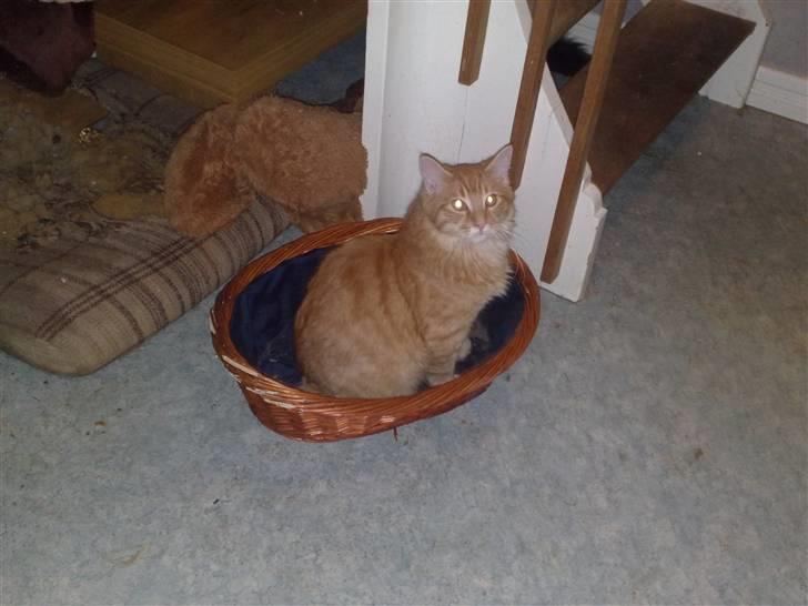 Maine Coon Simba billede 2