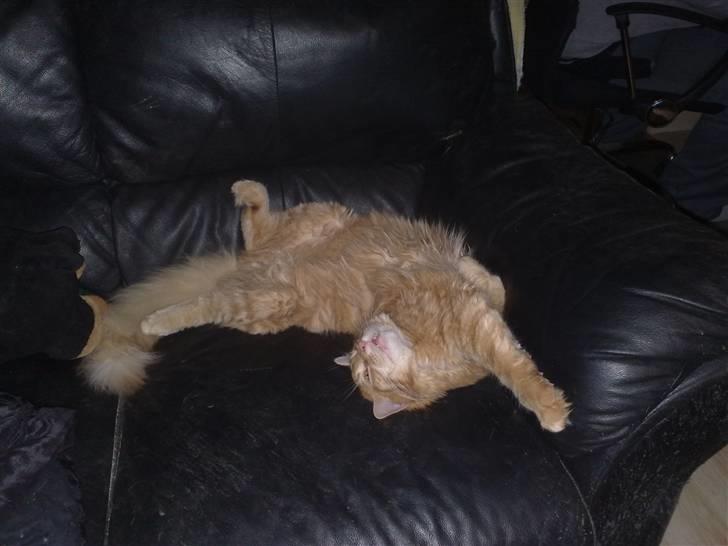 Maine Coon Simba billede 3