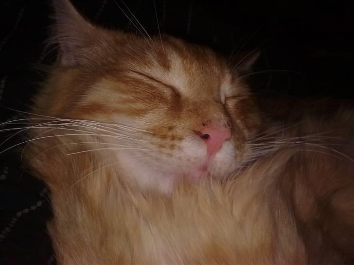 Maine Coon Simba billede 4