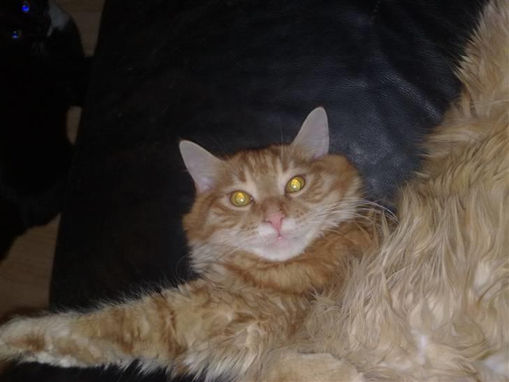 Maine Coon Simba billede 5