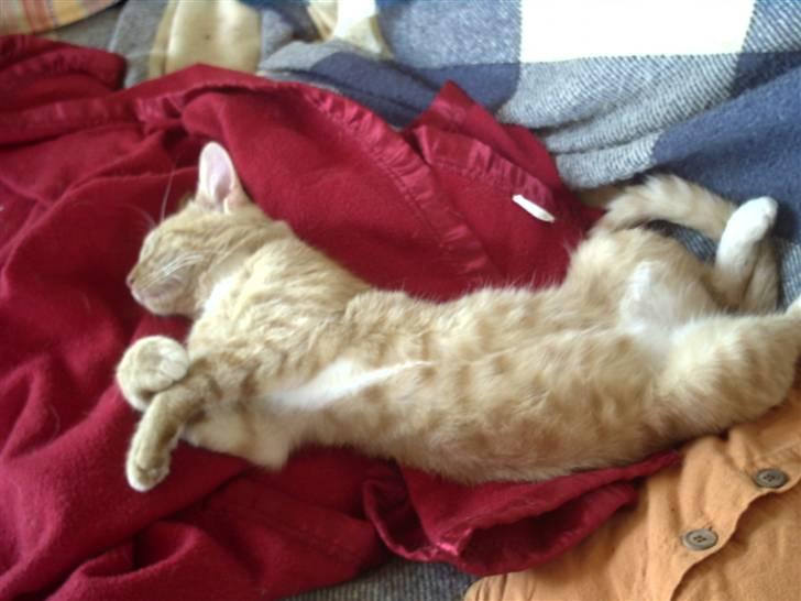 Huskat Simba billede 8