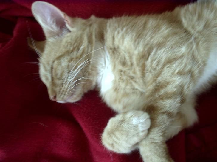 Huskat Simba billede 9