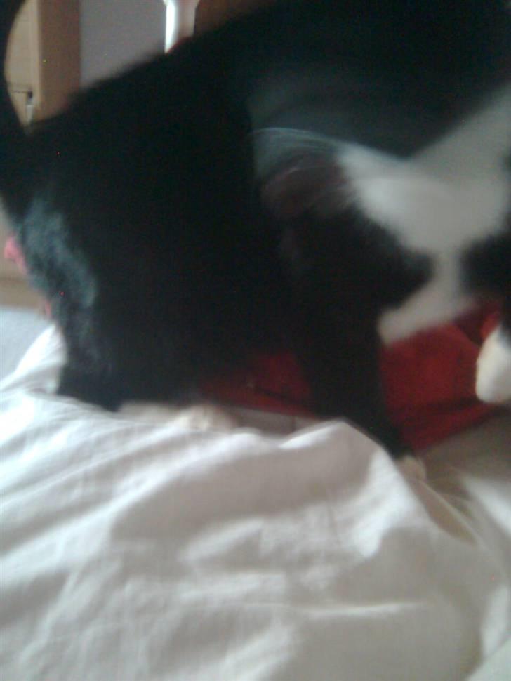 Huskat Gizmo - se hvor tyk jeg er :,).......... fordi jeg spiser maget mad:,) billede 19