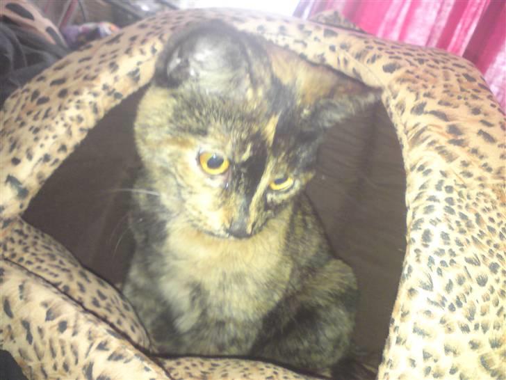 Huskat R.I.P Tracy 1år. :'( - Tracy i sin lille hule. billede 1