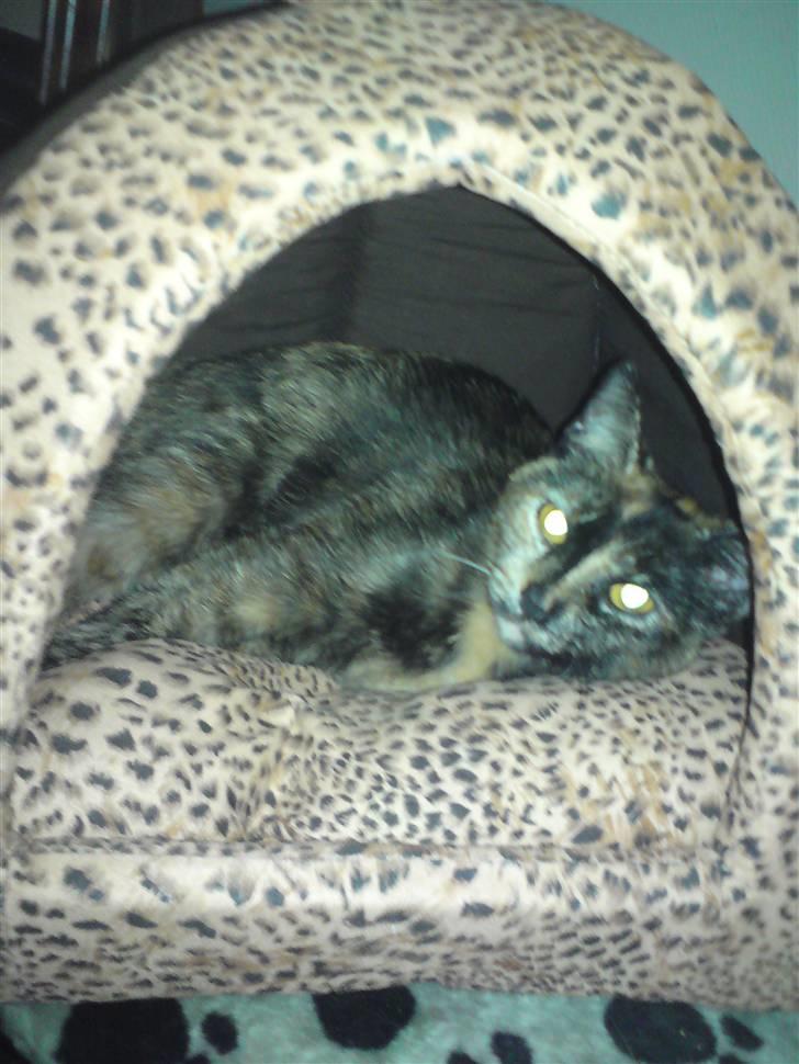 Huskat R.I.P Tracy 1år. :'( - Tracy i sin lille hule. billede 2