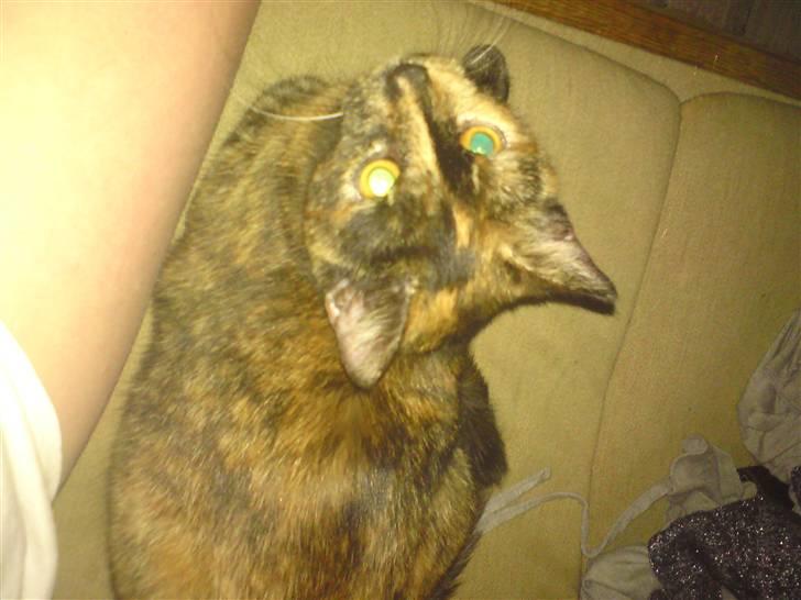 Huskat R.I.P Tracy 1år. :'( - vi ska lige se hvad mor laver. billede 3