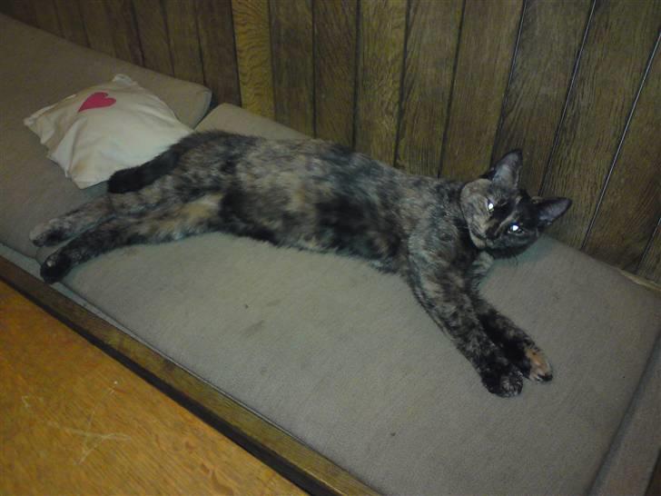 Huskat R.I.P Tracy 1år. :'( - godmorgen .. billede 4