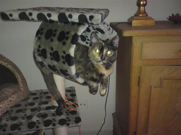 Huskat R.I.P Tracy 1år. :'( - elsker sit lille kræsebræt. billede 5