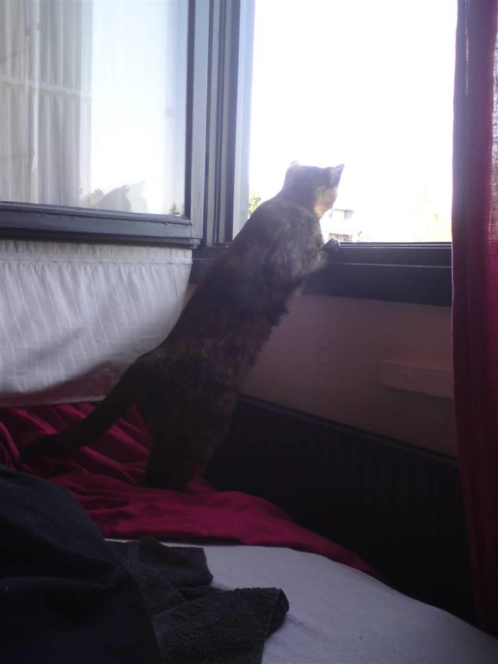 Huskat R.I.P Tracy 1år. :'( - meget nysgerrig, hvad sker der udenfor? billede 6